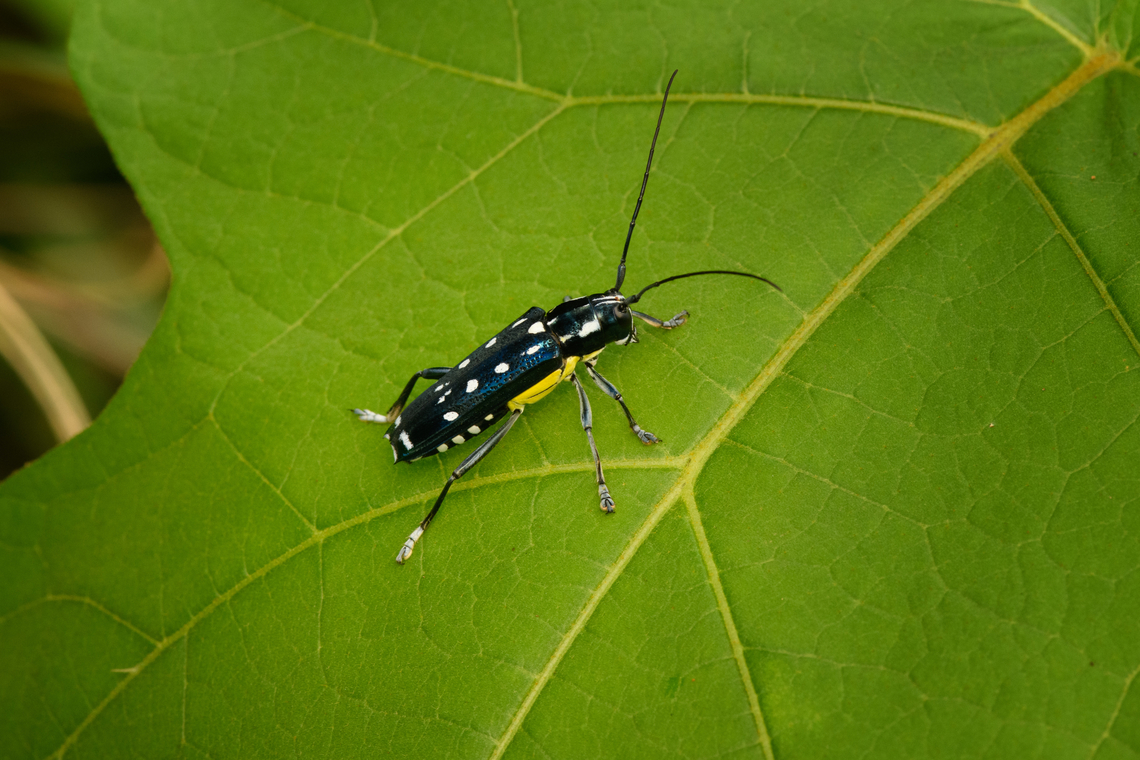 Glenea venus, Malayauw, Nimbokrang, Papua <figure class="photo"><a href="https://www.jungledragon.com/image/156845/glenea_venus_-_lateral_malayauw_nimbokrang_papua.html" title="Glenea venus - lateral, Malayauw, Nimbokrang, Papua"><img src="https://s3.amazonaws.com/media.jungledragon.com/images/2/156845_thumb.jpg?AWSAccessKeyId=05GMT0V3GWVNE7GGM1R2&Expires=1759968010&Signature=LcVxjAczonmM3iXo9WHlQATPW6Q%3D" width="200" height="188" alt="Glenea venus - lateral, Malayauw, Nimbokrang, Papua https://www.jungledragon.com/image/156844/glenea_venus_malayauw_nimbokrang_papua.html Australia (continent),Geotagged,Glenea venus,Indonesia,Malayauw,New Guinea,Papua,Papua 2023,Spring,Vogelkop,West Papua,Western New Guinea" /></a></figure> Australia (continent),Geotagged,Glenea venus,Indonesia,Malayauw,New Guinea,Papua,Papua 2023,Spring,Vogelkop,West Papua,Western New Guinea