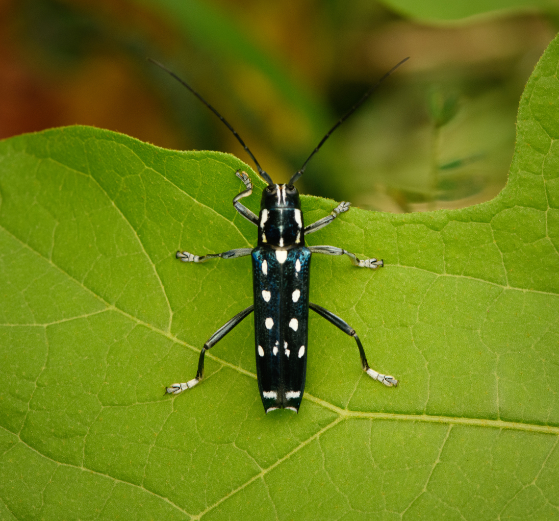 Glenea venus - lateral, Malayauw, Nimbokrang, Papua <figure class="photo"><a href="https://www.jungledragon.com/image/156844/glenea_venus_malayauw_nimbokrang_papua.html" title="Glenea venus, Malayauw, Nimbokrang, Papua"><img src="https://s3.amazonaws.com/media.jungledragon.com/images/2/156844_thumb.jpg?AWSAccessKeyId=05GMT0V3GWVNE7GGM1R2&Expires=1769040010&Signature=evM9F1YK%2F6ohCym2vv7QxHu32No%3D" width="200" height="134" alt="Glenea venus, Malayauw, Nimbokrang, Papua https://www.jungledragon.com/image/156845/glenea_venus_-_lateral_malayauw_nimbokrang_papua.html Australia (continent),Geotagged,Glenea venus,Indonesia,Malayauw,New Guinea,Papua,Papua 2023,Spring,Vogelkop,West Papua,Western New Guinea" /></a></figure> Australia (continent),Geotagged,Glenea venus,Indonesia,Malayauw,New Guinea,Papua,Papua 2023,Spring,Vogelkop,West Papua,Western New Guinea