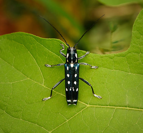 Glenea venus - lateral, Malayauw, Nimbokrang, Papua https://www.jungledragon.com/image/156844/glenea_venus_malayauw_nimbokrang_papua.html Australia (continent),Geotagged,Glenea venus,Indonesia,Malayauw,New Guinea,Papua,Papua 2023,Spring,Vogelkop,West Papua,Western New Guinea