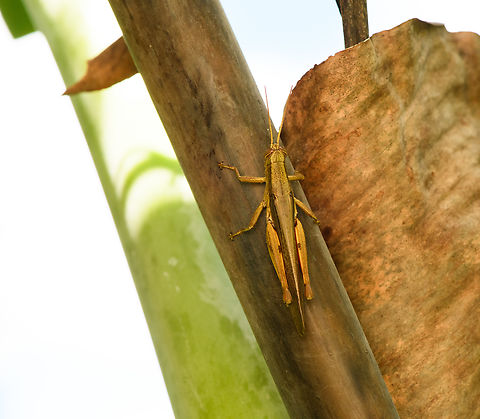 Stenocatantops splendens, Malayauw, Papua  Australia (continent),Geotagged,Indonesia,Malayauw,New Guinea,Papua,Papua 2023,Spring,Stenocatantops splendens,Vogelkop,West Papua,Western New Guinea