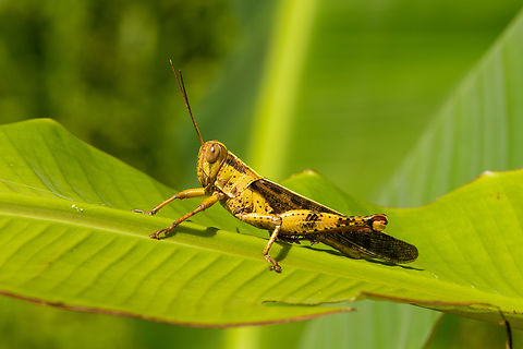 Valanga nigricornis, Malayauw, Papua  Australia (continent),Geotagged,Indonesia,Javanese grasshopper,Malayauw,New Guinea,Papua,Papua 2023,Spring,Valanga nigricornis,Vogelkop,West Papua,Western New Guinea