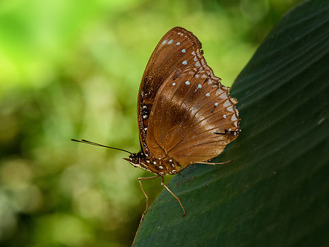 Hypolimnas sp., Malayauw, Papua  Australia (continent),Geotagged,Indonesia,Malayauw,New Guinea,Papua,Papua 2023,Spring,Vogelkop,West Papua,Western New Guinea