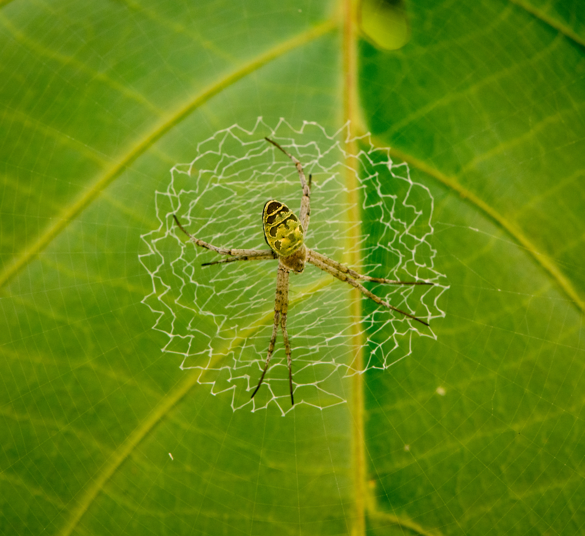 Argiope chloreides, Malayauw, Papua  Argiope chloreides,Australia (continent),Banded Green Argiope,Geotagged,Indonesia,Malayauw,New Guinea,Papua,Papua 2023,Spring,Vogelkop,West Papua,Western New Guinea
