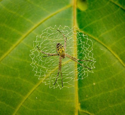 Argiope chloreides, Malayauw, Papua  Argiope chloreides,Australia (continent),Banded Green Argiope,Geotagged,Indonesia,Malayauw,New Guinea,Papua,Papua 2023,Spring,Vogelkop,West Papua,Western New Guinea