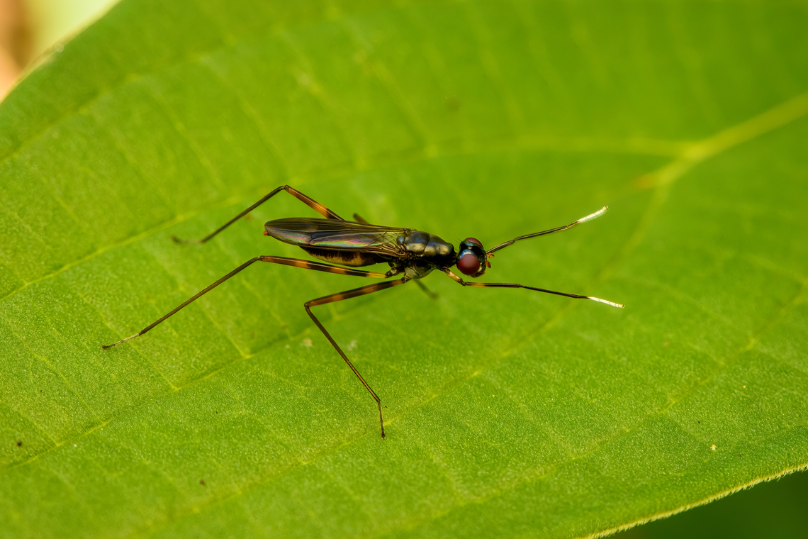 Stilt-legged fliy, Malayauw, Papua Similar to earlier observation from another location:<br />
<figure class="photo"><a href="https://www.jungledragon.com/image/156010/stilt-legged_flies_mating_nimbokrang_papua.html" title="Stilt-legged flies mating, Nimbokrang, Papua"><img src="https://s3.amazonaws.com/media.jungledragon.com/images/2/156010_thumb.jpg?AWSAccessKeyId=05GMT0V3GWVNE7GGM1R2&Expires=1769040010&Signature=CsGqYzwbQ3sItG0cTVyndAxC9pU%3D" width="200" height="148" alt="Stilt-legged flies mating, Nimbokrang, Papua Subf Eurybatinae, I think. Australia (continent),Geotagged,Indonesia,New Guinea,Nimbokrang,Papua,Papua 2023,Spring,West Papua,Western New Guinea" /></a></figure> Australia (continent),Geotagged,Indonesia,Malayauw,New Guinea,Papua,Papua 2023,Spring,Vogelkop,West Papua,Western New Guinea