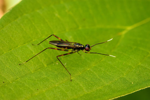 Stilt-legged fliy, Malayauw, Papua Similar to earlier observation from another location:
https://www.jungledragon.com/image/156010/stilt-legged_flies_mating_nimbokrang_papua.html Australia (continent),Geotagged,Indonesia,Malayauw,New Guinea,Papua,Papua 2023,Spring,Vogelkop,West Papua,Western New Guinea