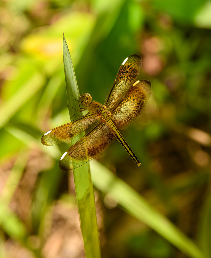 Painted Grasshawk, Malayauw, Papua  Australia (continent),Geotagged,Indonesia,Malayauw,Neurothemis stigmatizans,New Guinea,Painted Grasshawk,Papua,Papua 2023,Spring,Vogelkop,West Papua,Western New Guinea
