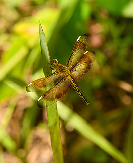 Painted Grasshawk, Malayauw, Papua  Australia (continent),Geotagged,Indonesia,Malayauw,Neurothemis stigmatizans,New Guinea,Painted Grasshawk,Papua,Papua 2023,Spring,Vogelkop,West Papua,Western New Guinea