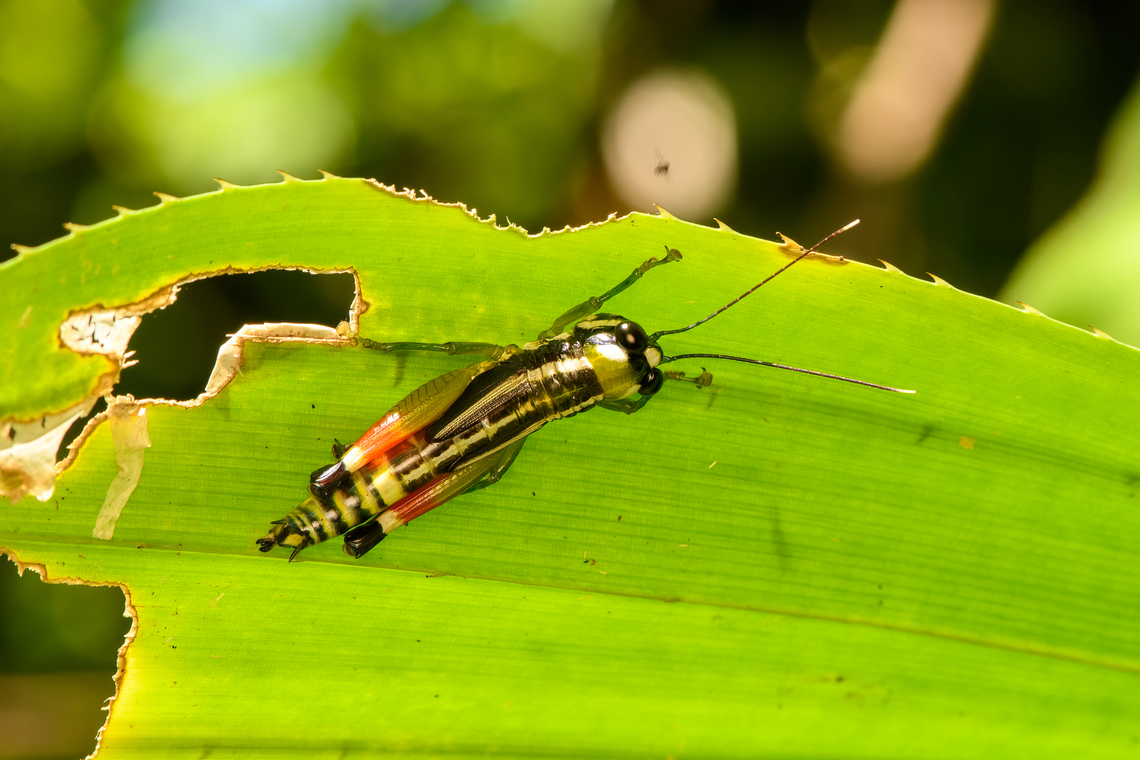 Short-horned grasshopper, Malayauw, Papua  Australia (continent),Geotagged,Indonesia,Malayauw,New Guinea,Papua,Papua 2023,Spring,Vogelkop,West Papua,Western New Guinea