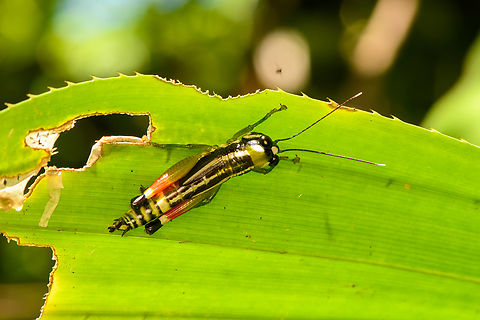 Short-horned grasshopper, Malayauw, Papua  Australia (continent),Geotagged,Indonesia,Malayauw,New Guinea,Papua,Papua 2023,Spring,Vogelkop,West Papua,Western New Guinea