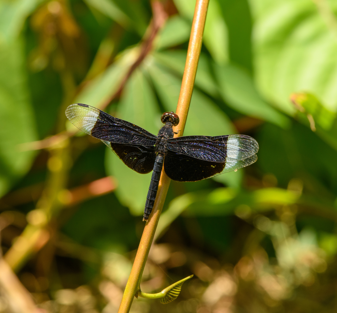 Neurothemis decora, Malayauw, Papua  Australia (continent),Geotagged,Indonesia,Malayauw,Neurothemis decora,New Guinea,Papua,Papua 2023,Spring,Vogelkop,West Papua,Western New Guinea