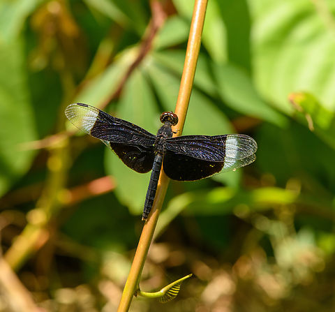 Neurothemis decora, Malayauw, Papua  Australia (continent),Geotagged,Indonesia,Malayauw,Neurothemis decora,New Guinea,Papua,Papua 2023,Spring,Vogelkop,West Papua,Western New Guinea