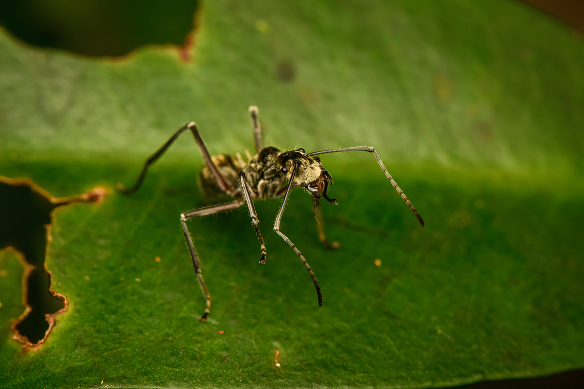 Spiny ant (Polyrhachis sexspinosa), Malayauw, Papua <figure class="photo"><a href="https://www.jungledragon.com/image/156903/spiny_ant_polyrhachis_sexspinosa_malayauw_papua.html" title="Spiny ant (Polyrhachis sexspinosa), Malayauw, Papua"><img src="https://s3.amazonaws.com/media.jungledragon.com/images/2/156903_thumb.jpg?AWSAccessKeyId=05GMT0V3GWVNE7GGM1R2&Expires=1759968010&Signature=4NF7V2Hq8keOGwWMGOLmsdc2FoA%3D" width="200" height="134" alt="Spiny ant (Polyrhachis sexspinosa), Malayauw, Papua Note the 3 pairs of thorns. Tentative ID based on this reference:<br />
https://www.inaturalist.org/observations/20219454<br />
<br />
Other main candidate is Polyrhachis proxima.<br />
https://www.jungledragon.com/image/156902/spiny_ant_polyrhachis_sexspinosa_malayauw_papua.html Australia (continent),Geotagged,Indonesia,Malayauw,New Guinea,Papua,Papua 2023,Polyrhachis sexspinosa,Spring,Vogelkop,West Papua,Western New Guinea" /></a></figure> Australia (continent),Geotagged,Indonesia,Malayauw,New Guinea,Papua,Papua 2023,Polyrhachis sexspinosa,Spring,Vogelkop,West Papua,Western New Guinea