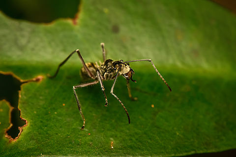 Spiny ant (Polyrhachis sexspinosa), Malayauw, Papua https://www.jungledragon.com/image/156903/spiny_ant_polyrhachis_sexspinosa_malayauw_papua.html Australia (continent),Geotagged,Indonesia,Malayauw,New Guinea,Papua,Papua 2023,Polyrhachis sexspinosa,Spring,Vogelkop,West Papua,Western New Guinea