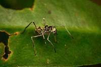Spiny ant (Polyrhachis sexspinosa), Malayauw, Papua https://www.jungledragon.com/image/156903/spiny_ant_polyrhachis_sexspinosa_malayauw_papua.html Australia (continent),Geotagged,Indonesia,Malayauw,New Guinea,Papua,Papua 2023,Polyrhachis sexspinosa,Spring,Vogelkop,West Papua,Western New Guinea