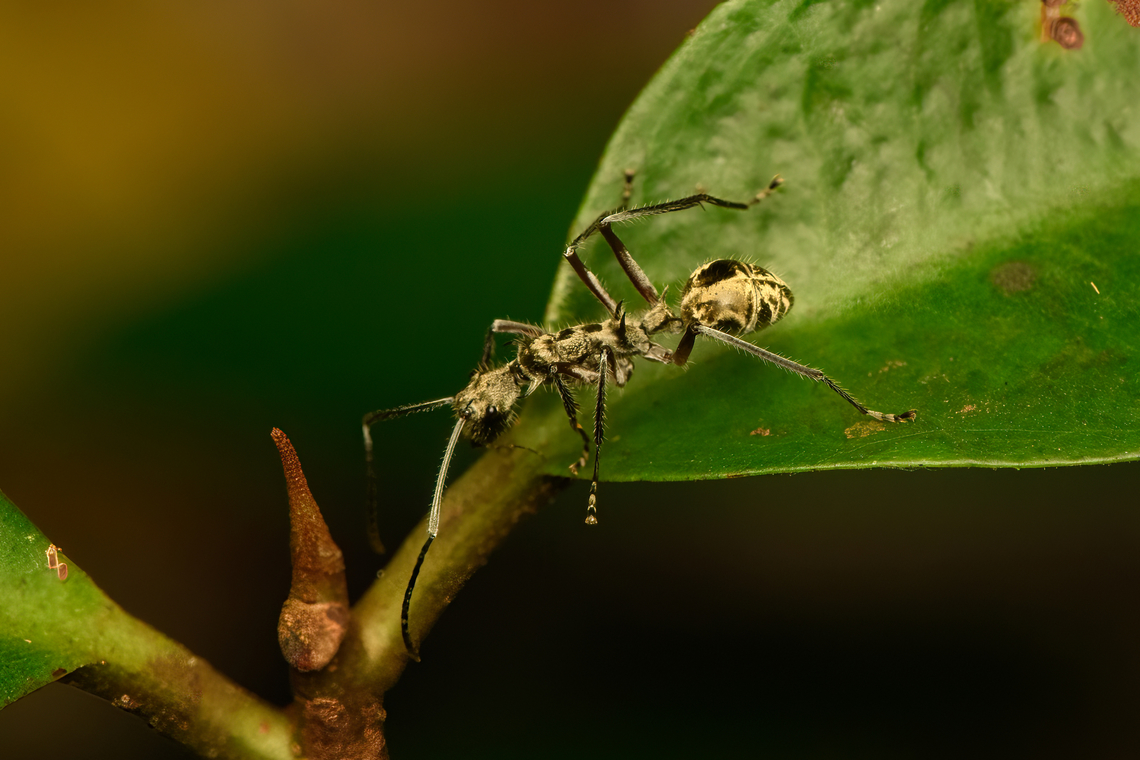 Spiny ant (Polyrhachis sexspinosa), Malayauw, Papua Note the 3 pairs of thorns. Tentative ID based on this reference:<br />
<a href="https://www.inaturalist.org/observations/20219454" rel="nofollow">https://www.inaturalist.org/observations/20219454</a><br />
<br />
Other main candidate is Polyrhachis proxima.<br />
<figure class="photo"><a href="https://www.jungledragon.com/image/156902/spiny_ant_polyrhachis_sexspinosa_malayauw_papua.html" title="Spiny ant (Polyrhachis sexspinosa), Malayauw, Papua"><img src="https://s3.amazonaws.com/media.jungledragon.com/images/2/156902_thumb.jpg?AWSAccessKeyId=05GMT0V3GWVNE7GGM1R2&Expires=1759968010&Signature=ZOpGMi14nfeSUhN2F%2B0tXrdDad8%3D" width="200" height="134" alt="Spiny ant (Polyrhachis sexspinosa), Malayauw, Papua https://www.jungledragon.com/image/156903/spiny_ant_polyrhachis_sexspinosa_malayauw_papua.html Australia (continent),Geotagged,Indonesia,Malayauw,New Guinea,Papua,Papua 2023,Polyrhachis sexspinosa,Spring,Vogelkop,West Papua,Western New Guinea" /></a></figure> Australia (continent),Geotagged,Indonesia,Malayauw,New Guinea,Papua,Papua 2023,Polyrhachis sexspinosa,Spring,Vogelkop,West Papua,Western New Guinea