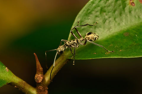 Spiny ant (Polyrhachis sexspinosa), Malayauw, Papua Note the 3 pairs of thorns. Tentative ID based on this reference:
https://www.inaturalist.org/observations/20219454

Other main candidate is Polyrhachis proxima.
https://www.jungledragon.com/image/156902/spiny_ant_polyrhachis_sexspinosa_malayauw_papua.html Australia (continent),Geotagged,Indonesia,Malayauw,New Guinea,Papua,Papua 2023,Polyrhachis sexspinosa,Spring,Vogelkop,West Papua,Western New Guinea