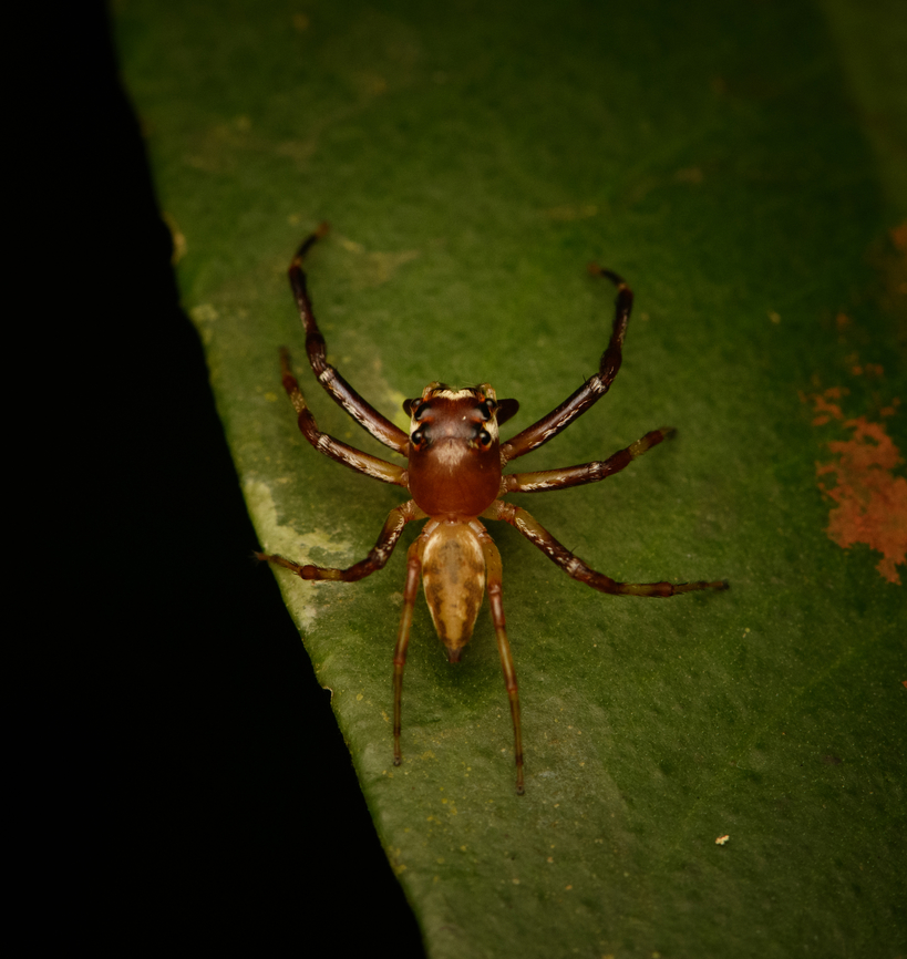 Jumping spider, Malayauw, Papua  Australia (continent),Geotagged,Indonesia,Malayauw,New Guinea,Papua,Papua 2023,Spring,Vogelkop,West Papua,Western New Guinea