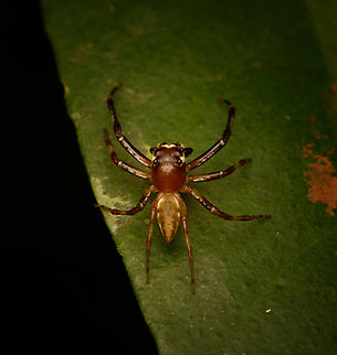 Jumping spider, Malayauw, Papua  Australia (continent),Geotagged,Indonesia,Malayauw,New Guinea,Papua,Papua 2023,Spring,Vogelkop,West Papua,Western New Guinea