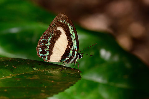 Psychonotis caelius, Malayauw, Papua Australia (continent),Geotagged,Indonesia,Malayauw,New Guinea,Papua,Papua 2023,Psychonotis caelius,Small Green Banded Blue,Spring,Vogelkop,West Papua,Western New Guinea
