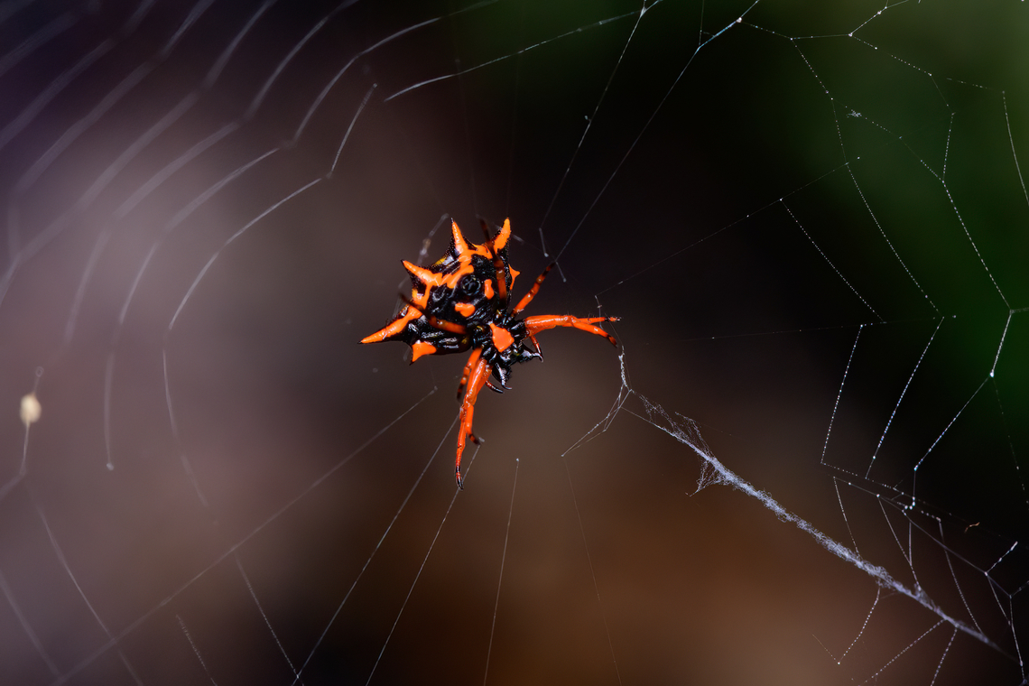 Hasselt's Spiny Spider, Malayauw, Papua Struggling to find a hard match. Similar observation:<br />
<a href="https://www.inaturalist.org/observations/195512265" rel="nofollow">https://www.inaturalist.org/observations/195512265</a> Australia (continent),Geotagged,Hasselt's Spiny Spider,Indonesia,Macracantha hasselti,Malayauw,New Guinea,Papua,Papua 2023,Spring,Vogelkop,West Papua,Western New Guinea