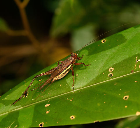 Cardiodactylus pictus, Malayauw, Papua Missing a hind leg. Australia (continent),Cardiodactylus pictus,Geotagged,Indonesia,Malayauw,New Guinea,Papua,Papua 2023,Spring,Vogelkop,West Papua,Western New Guinea