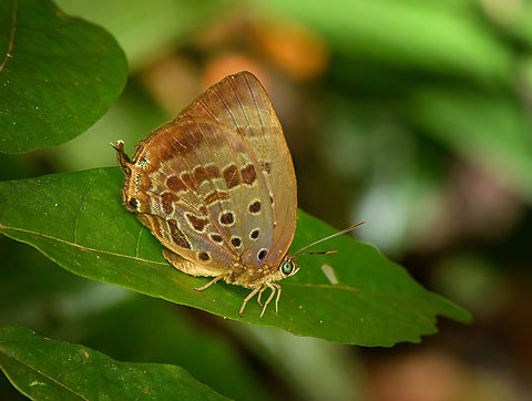 Arhopala madytus, Malayauw, Papua  Arhopala madytus,Australia (continent),Geotagged,Indonesia,Malayauw,New Guinea,Papua,Papua 2023,Spring,Vogelkop,West Papua,Western New Guinea