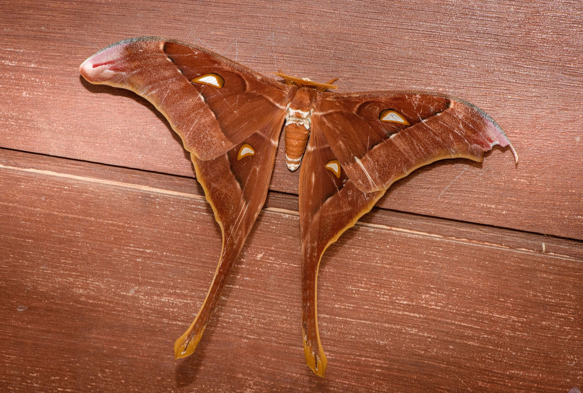 Coscinocera eurystheus, Malayauw, Papua A local in the small town of Malayauw pointed out this moth resting on his front door. The moth is enormous, spanning most of the door. Australia (continent),Coscinocera eurystheus,Geotagged,Indonesia,Malayauw,New Guinea,Papua,Papua 2023,Spring,Vogelkop,West Papua,Western New Guinea