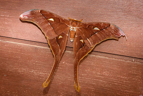 Coscinocera eurystheus, Malayauw, Papua A local in the small town of Malayauw pointed out this moth resting on his front door. The moth is enormous, spanning most of the door. Australia (continent),Coscinocera eurystheus,Geotagged,Indonesia,Malayauw,New Guinea,Papua,Papua 2023,Spring,Vogelkop,West Papua,Western New Guinea