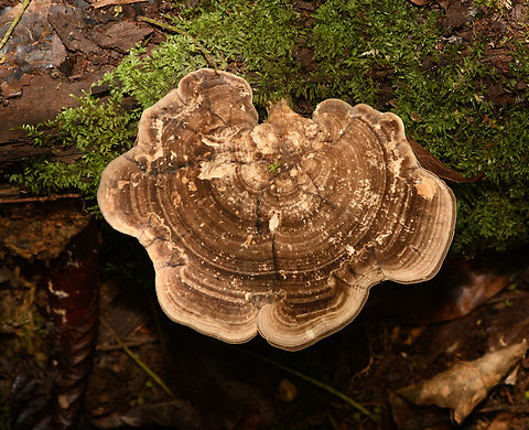 Bracket fungus, Malayauw, Papua  Australia (continent),Geotagged,Indonesia,Malayauw,New Guinea,Papua,Papua 2023,Spring,Vogelkop,West Papua,Western New Guinea