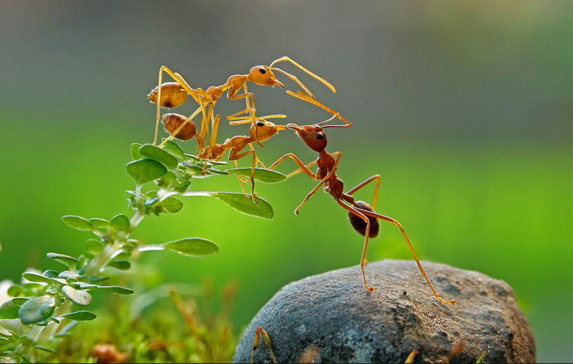 Ants sharing a husband Uploaded with permission of @teguh santosa Formicidae,Insects,Macro