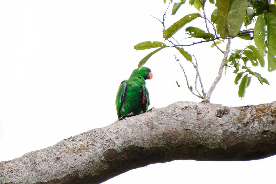 Moluccan Eclectus, Malayauw, Papua Officially endemic to the Maluka islands but there&#039;s some observations in this area (Northwest of Vogelkop). Australia (continent),Eclectus Parrot,Eclectus roratus,Geotagged,Indonesia,Malayauw,New Guinea,Papua,Papua 2023,Spring,Vogelkop,West Papua,Western New Guinea