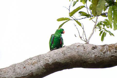 Moluccan Eclectus, Malayauw, Papua Officially endemic to the Maluka islands but there's some observations in this area (Northwest of Vogelkop). Australia (continent),Eclectus Parrot,Eclectus roratus,Geotagged,Indonesia,Malayauw,New Guinea,Papua,Papua 2023,Spring,Vogelkop,West Papua,Western New Guinea