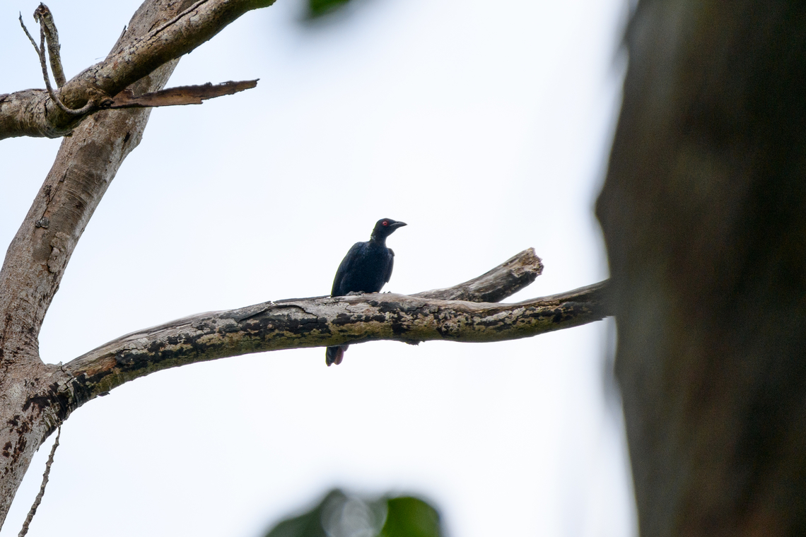 Trumpet manucode, Malayauw, Papua A casual shot of a bird not in our administration. Somewhat shocked to discover in hindsight that it&#039;s a bird-of-paradise. That brings our total seen from 11 to 12.<br />
<section class="video"><iframe width="448" height="282" src="https://www.youtube-nocookie.com/embed/tN_thWto3NA?hd=1&autoplay=0&rel=0" frameborder="0" allowfullscreen></iframe></section> Australia (continent),Geotagged,Indonesia,Malayauw,New Guinea,Papua,Papua 2023,Phonygammus keraudrenii,Spring,Trumpet manucode,Vogelkop,West Papua,Western New Guinea