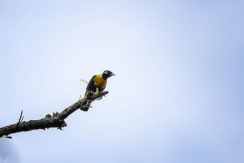 Golden myna, Malayauw, Papua  Australia (continent),Geotagged,Golden myna,Indonesia,Malayauw,Mino anais,New Guinea,Papua,Papua 2023,Spring,Vogelkop,West Papua,Western New Guinea