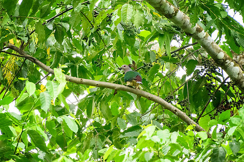 Purple-tailed imperial pigeon, Malayauw, Papua  Australia (continent),Ducula rufigaster,Geotagged,Indonesia,Malayauw,New Guinea,Papua,Papua 2023,Purple-tailed imperial pigeon,Spring,Vogelkop,West Papua,Western New Guinea