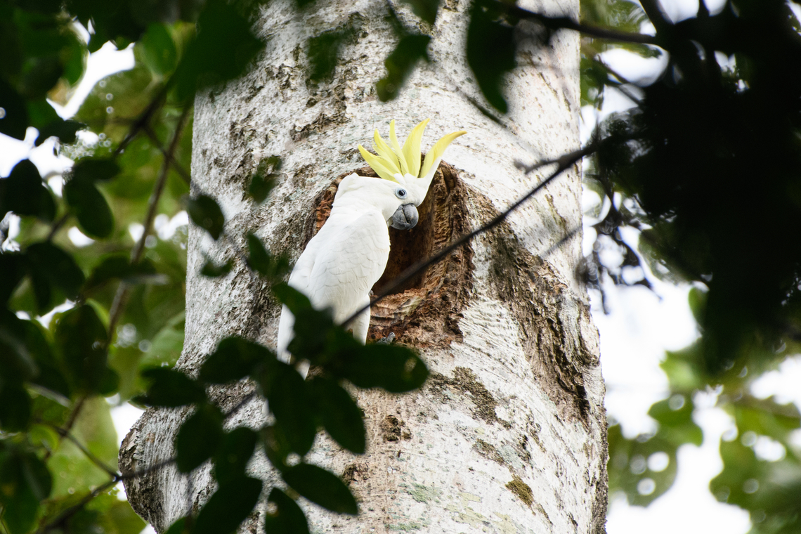 Sulphur-crested Cockatoo, Malayauw, Papua In front of nest. Australia (continent),Cacatua galerita,Geotagged,Indonesia,Malayauw,New Guinea,Papua,Papua 2023,Spring,Sulfur crested cockatoo,Vogelkop,West Papua,Western New Guinea