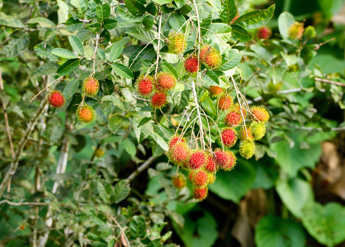 Rambutan, Malayauw, Papua  Australia (continent),Geotagged,Indonesia,Malayauw,Nephelium lappaceum,New Guinea,Papua,Papua 2023,Rambutan,Spring,Vogelkop,West Papua,Western New Guinea