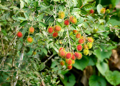 Rambutan, Malayauw, Papua  Australia (continent),Geotagged,Indonesia,Malayauw,Nephelium lappaceum,New Guinea,Papua,Papua 2023,Rambutan,Spring,Vogelkop,West Papua,Western New Guinea