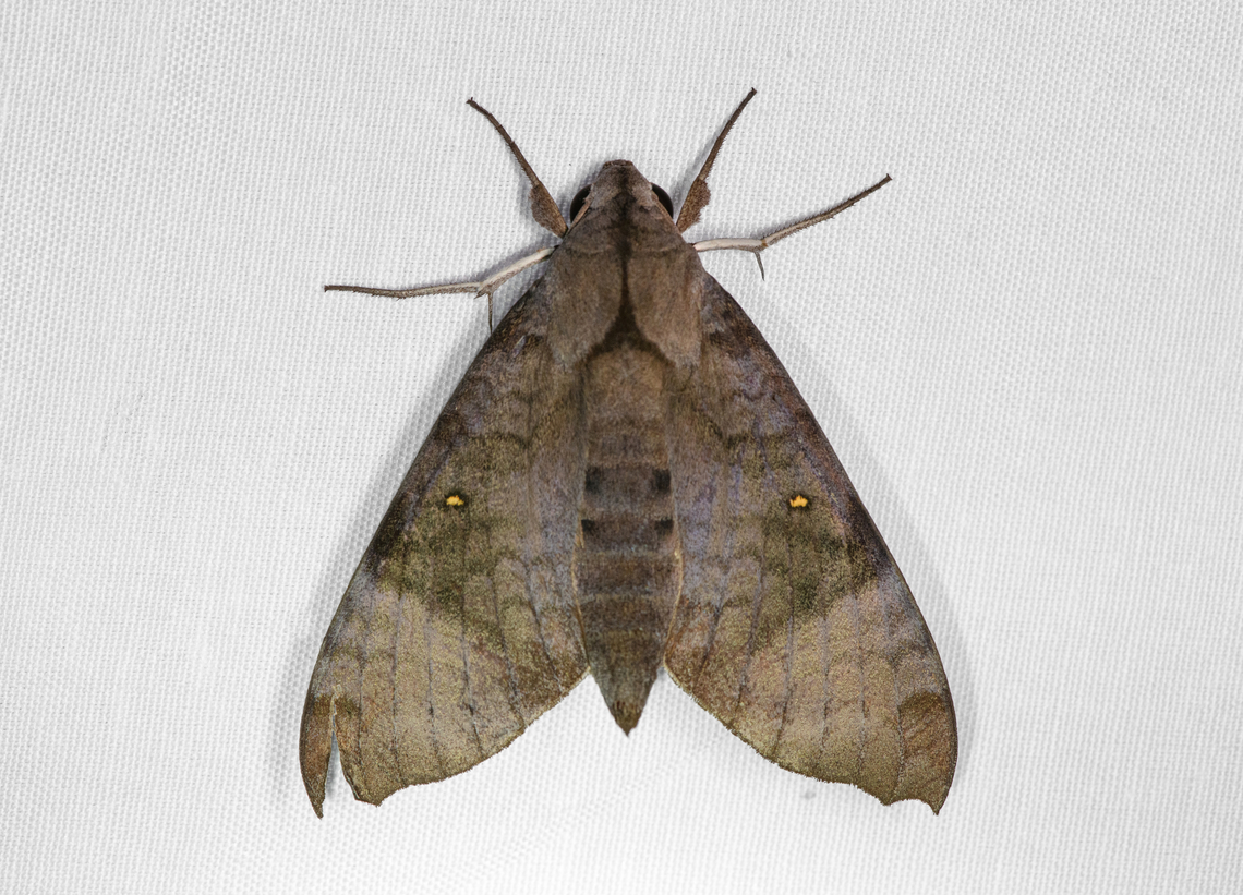 Acosmeryx miskini, Malayauw, Papua  Acosmeryx miskini,Australia (continent),Geotagged,Indonesia,Malayauw,New Guinea,Papua,Papua 2023,Spring,Vogelkop,West Papua,Western New Guinea