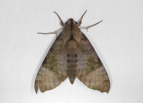 Acosmeryx miskini, Malayauw, Papua Acosmeryx miskini,Australia (continent),Geotagged,Indonesia,Malayauw,New Guinea,Papua,Papua 2023,Spring,Vogelkop,West Papua,Western New Guinea