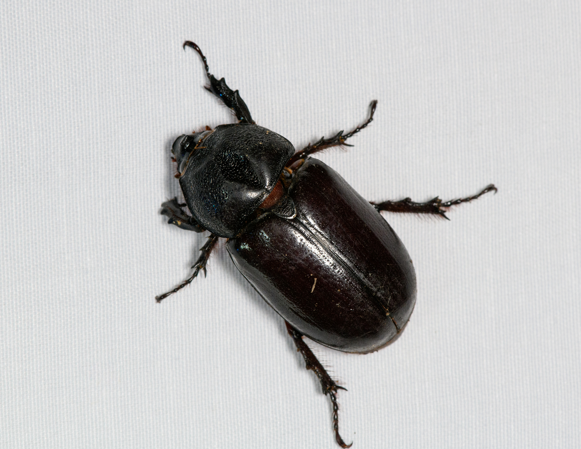 Scarab beetle, Malayauw, Papua Probably in the Oryctini tribe. Australia (continent),Geotagged,Indonesia,Malayauw,New Guinea,Papua,Papua 2023,Spring,Vogelkop,West Papua,Western New Guinea