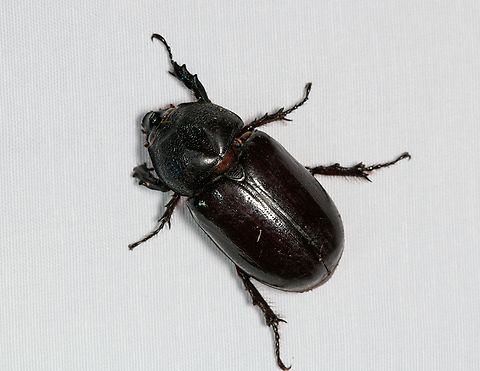Scarab beetle, Malayauw, Papua Probably in the Oryctini tribe. Australia (continent),Geotagged,Indonesia,Malayauw,New Guinea,Papua,Papua 2023,Spring,Vogelkop,West Papua,Western New Guinea