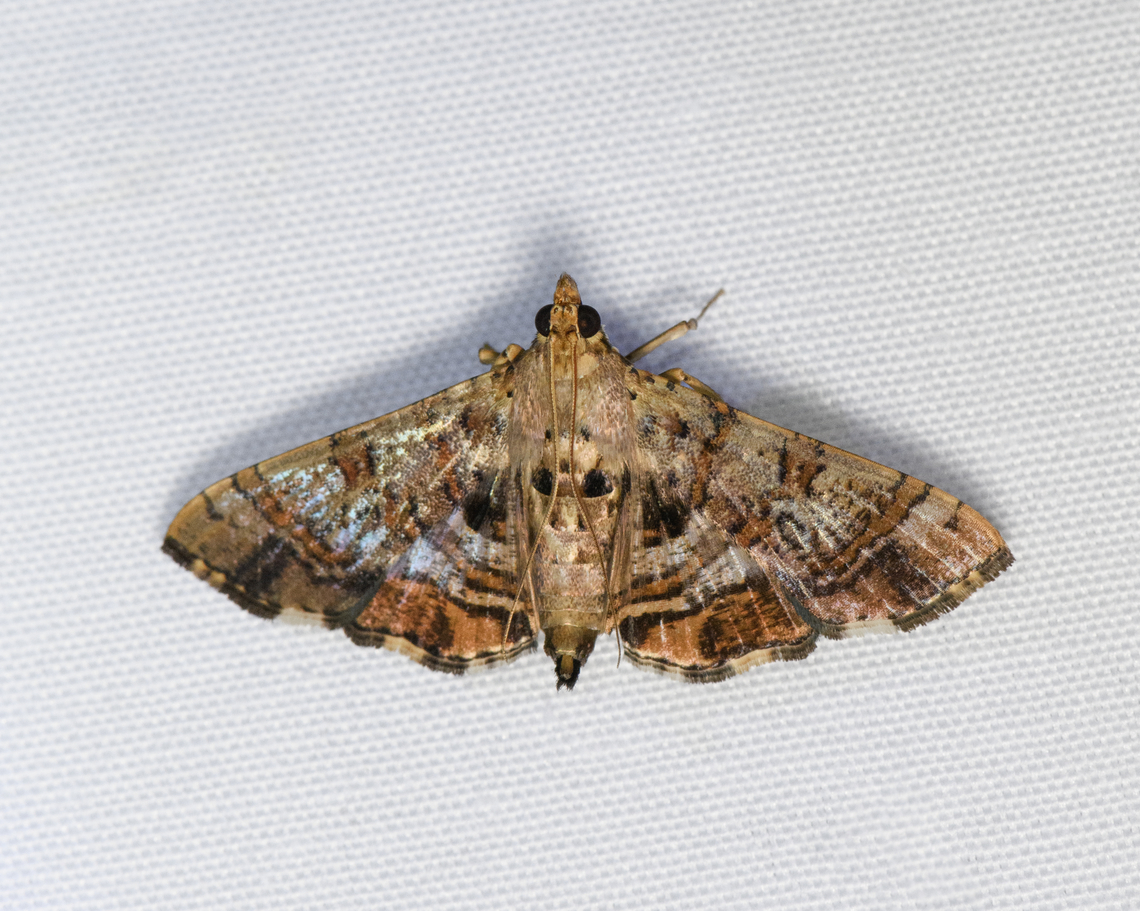 Crambidae, Malayauw, Papua  Australia (continent),Geotagged,Indonesia,Malayauw,New Guinea,Papua,Papua 2023,Spring,Vogelkop,West Papua,Western New Guinea