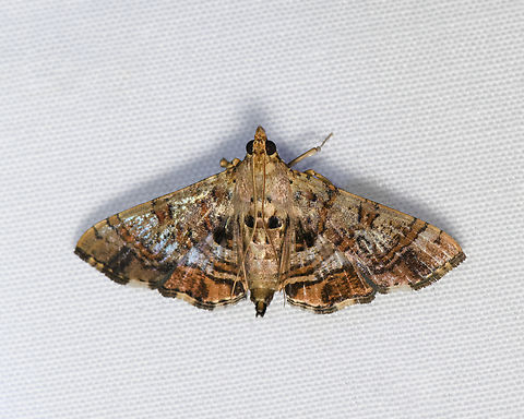 Crambidae, Malayauw, Papua  Australia (continent),Geotagged,Indonesia,Malayauw,New Guinea,Papua,Papua 2023,Spring,Vogelkop,West Papua,Western New Guinea