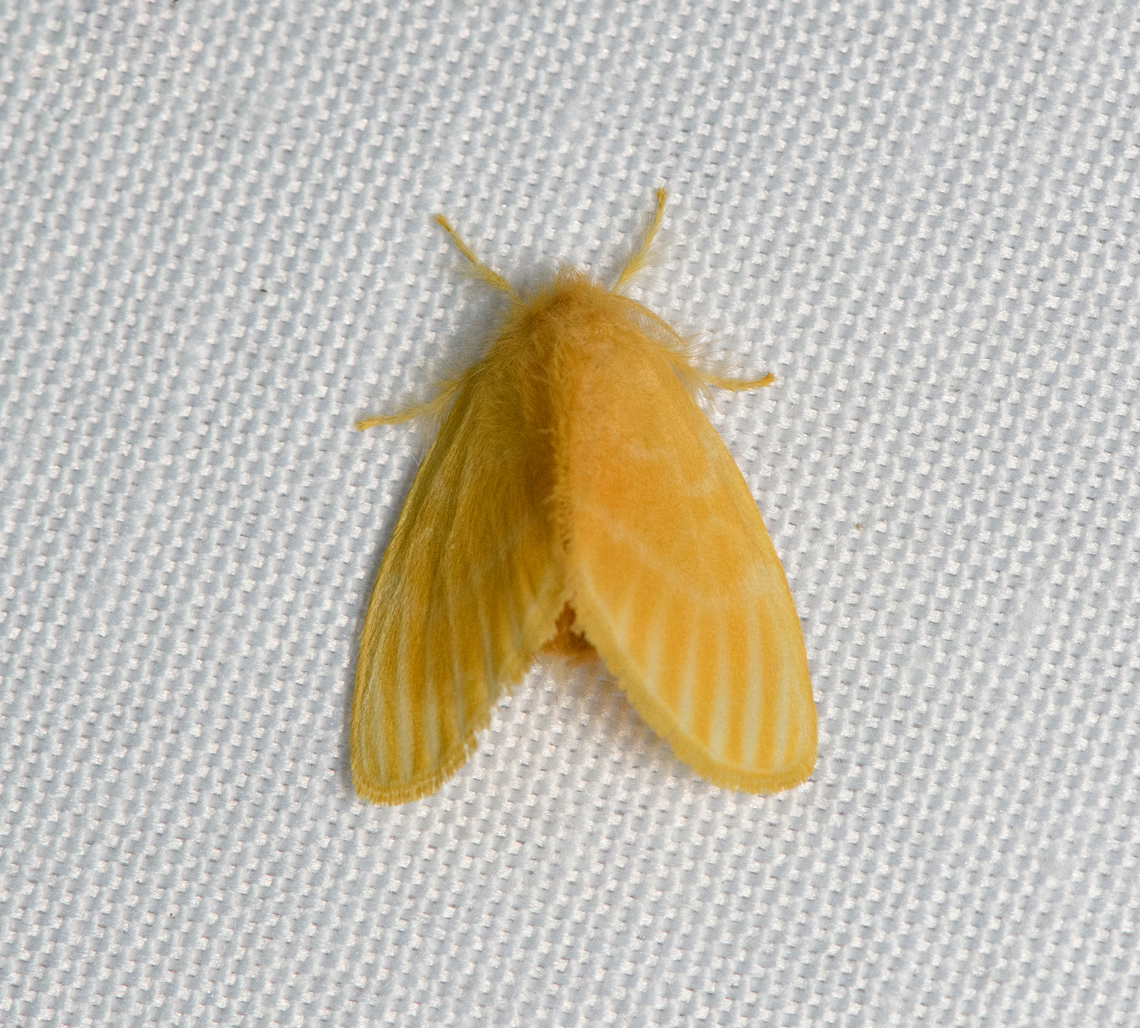 Tussock Moth, Malayauw, Papua Tentative ID. Australia (continent),Euproctis lutea,Geotagged,Indonesia,Malayauw,New Guinea,Papua,Papua 2023,Spring,Vogelkop,West Papua,Western New Guinea