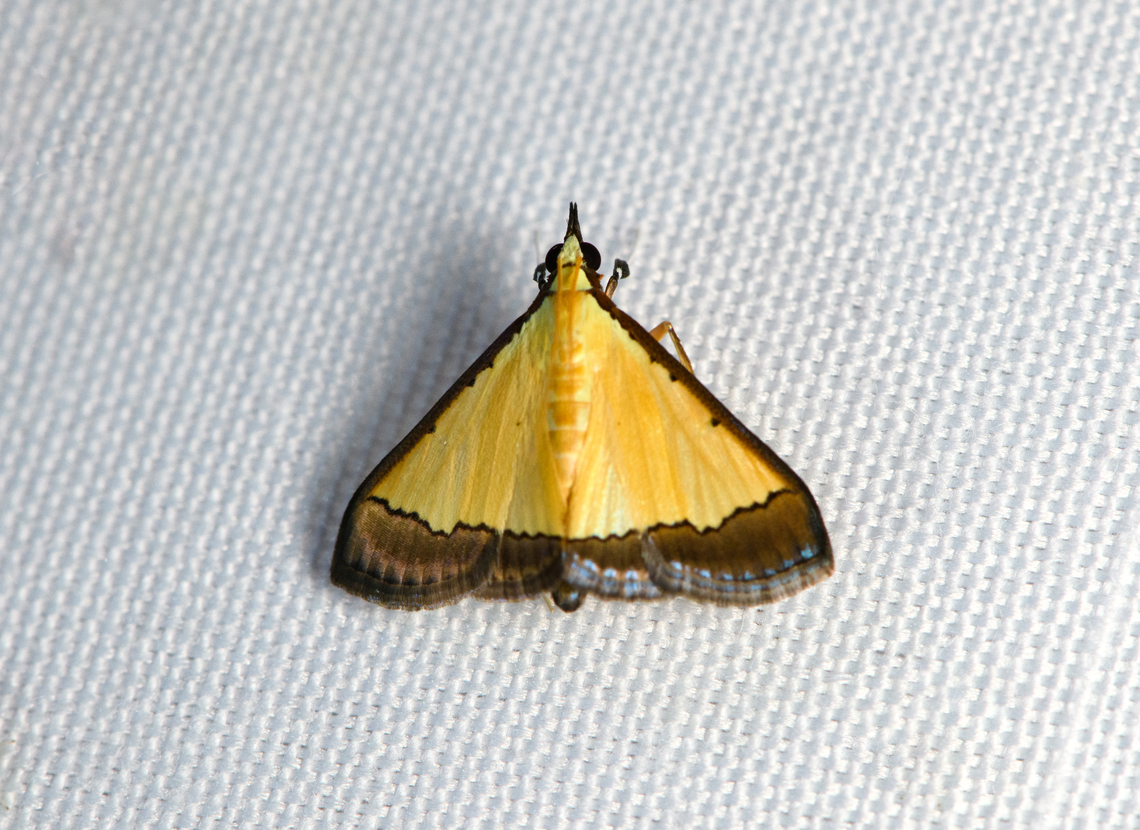 Pseudonoorda metalloma, Malayauw, Papua  Australia (continent),Geotagged,Indonesia,Malayauw,New Guinea,Papua,Papua 2023,Pseudonoorda metalloma,Spring,Vogelkop,West Papua,Western New Guinea