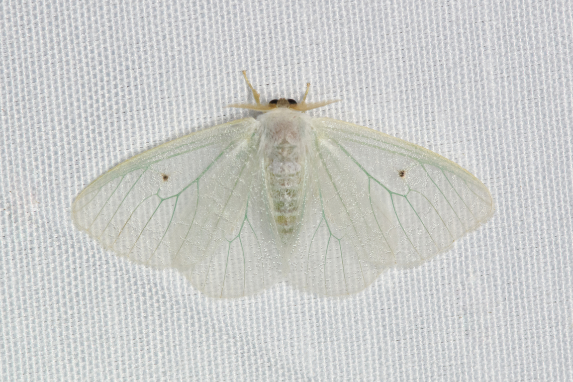 Arctornis sp., Malayauw, Papua  Australia (continent),Geotagged,Indonesia,Malayauw,New Guinea,Papua,Papua 2023,Spring,Vogelkop,West Papua,Western New Guinea