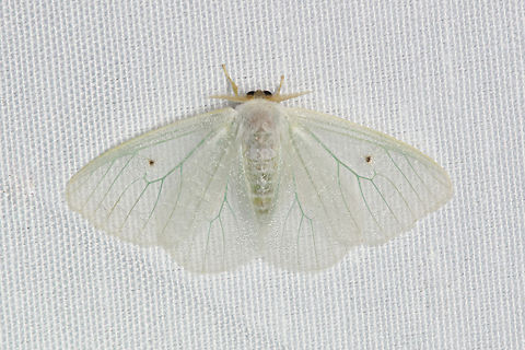 Arctornis sp., Malayauw, Papua  Australia (continent),Geotagged,Indonesia,Malayauw,New Guinea,Papua,Papua 2023,Spring,Vogelkop,West Papua,Western New Guinea