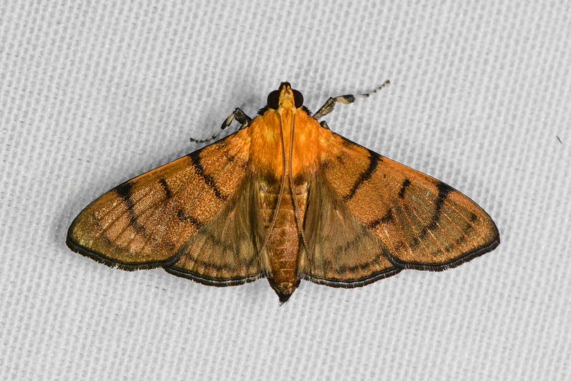 Omiodes sp., Malayauw, Papua  Australia (continent),Geotagged,Indonesia,Malayauw,New Guinea,Papua,Papua 2023,Spring,Vogelkop,West Papua,Western New Guinea